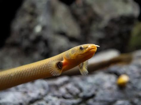 rope fish|Rope Fish: Tropical Fish for Freshwater Aquariums.